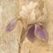 Brocade Iris - Wag Poster Print by Albena Hristova - Item # VARPDX6415